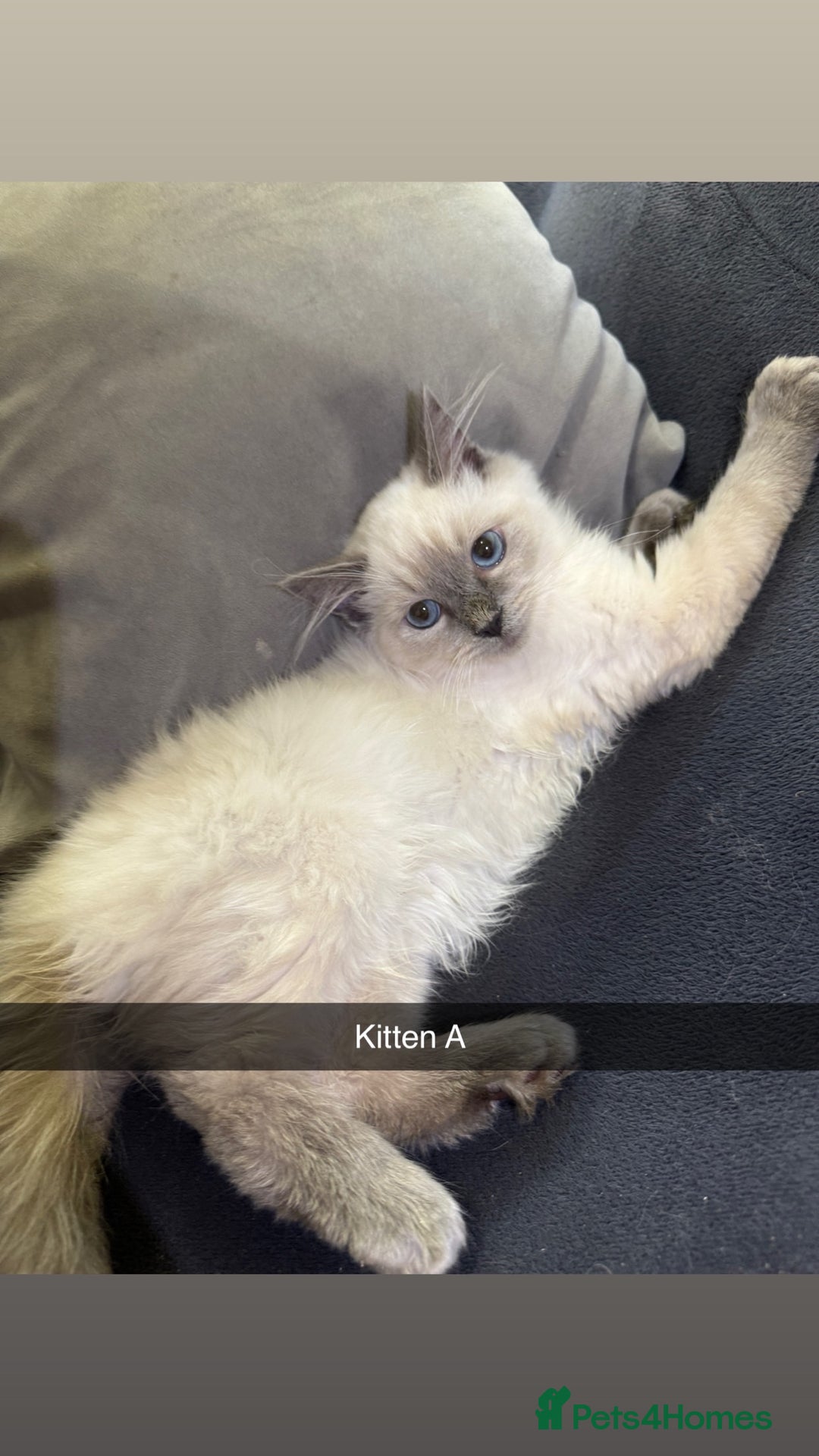 Ragdoll cats for sale: Bluepoint ragdolls  - Image 3