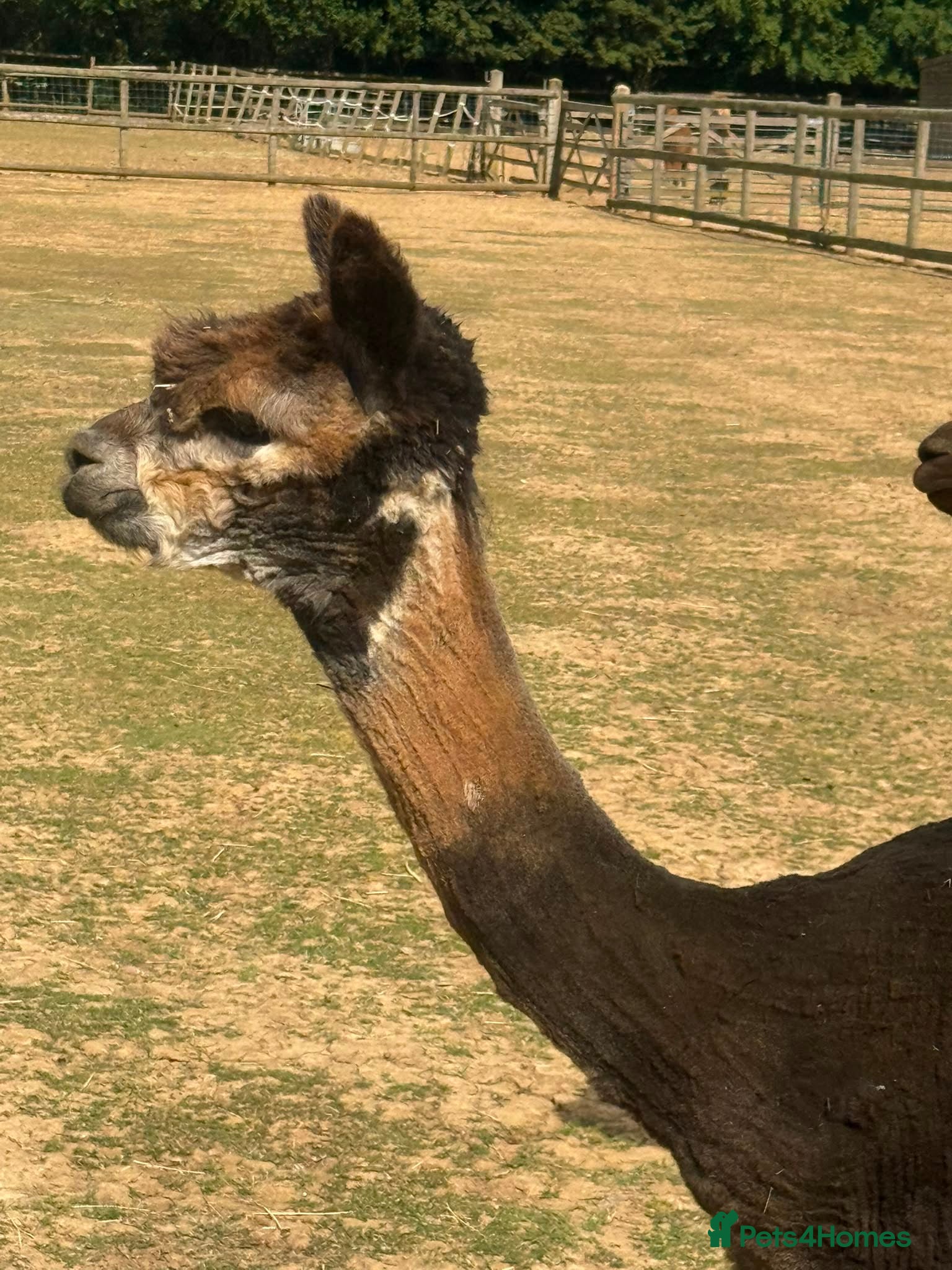 Alpaca livestock for sale: Registered Breeding Female Coloured Alpacas  - Advert 4