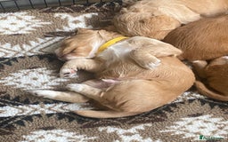 Cocker Spaniel dogs for sale: Golden & Red Working Cocker Spaniel Puppies - Image 23