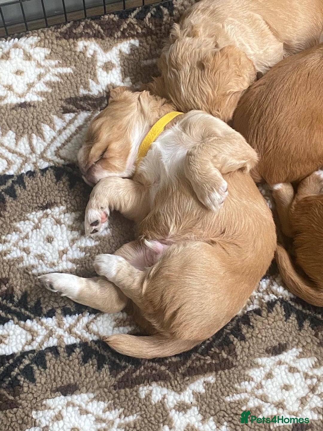 Cocker Spaniel dogs for sale: Golden & Red Working Cocker Spaniel Puppies - Image 23