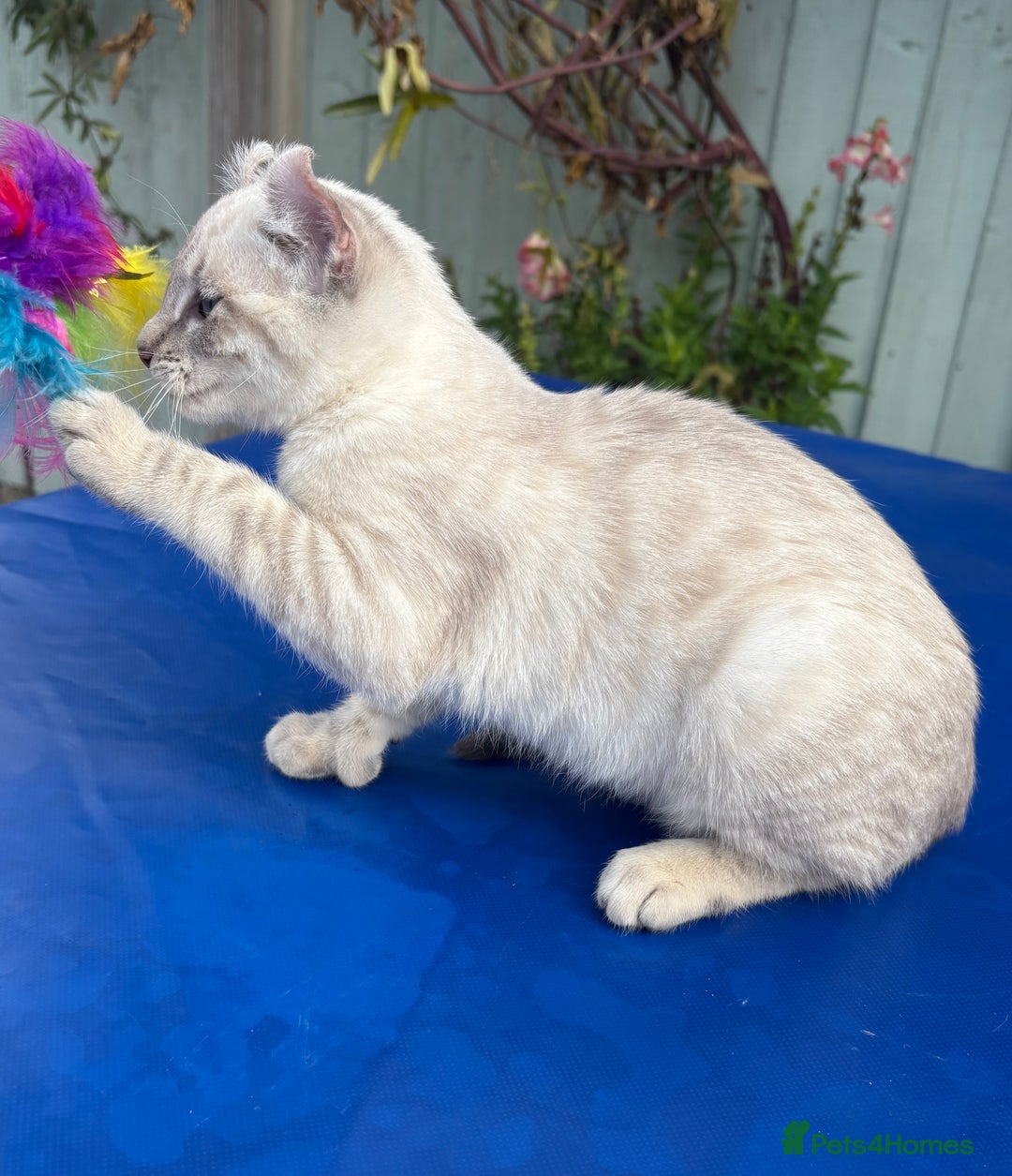 Bengal cats for sale: Gob smacking rare kittens  - Image 6