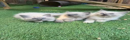 Ragdoll cats for sale: Blue point kittens - Advert 3