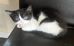 Mixed Breed cats for sale: Beautiful female kitten  - Image 4