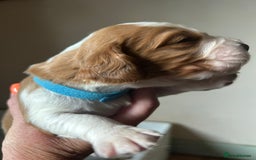 Welsh Springer Spaniel dogs for sale: Kc reg Welsh springer spaniel male puppies - Image 22