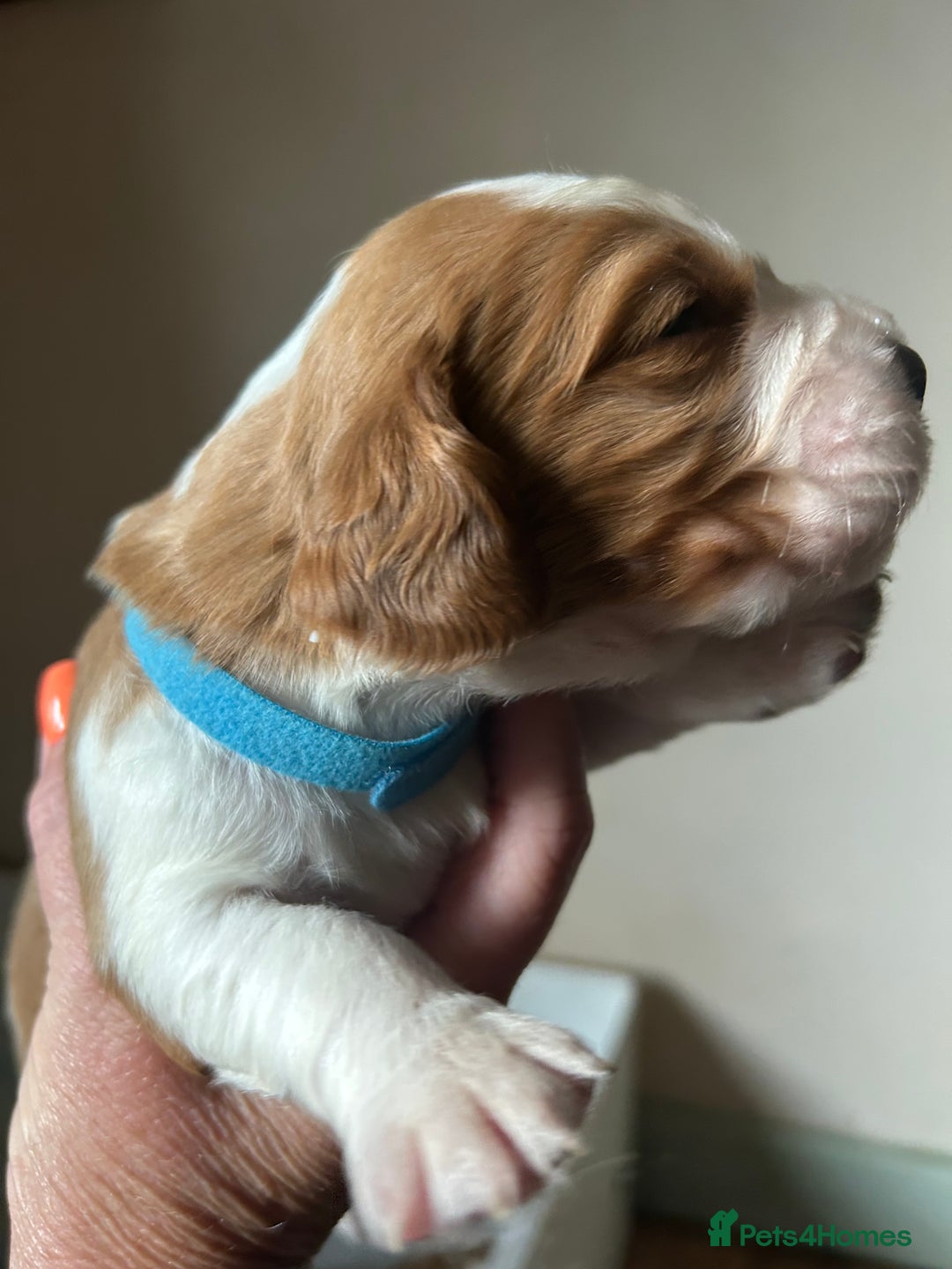 Welsh Springer Spaniel dogs for sale: Kc reg Welsh springer spaniel male puppies - Image 22