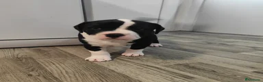Staffordshire Bull Terrier Puppy 2