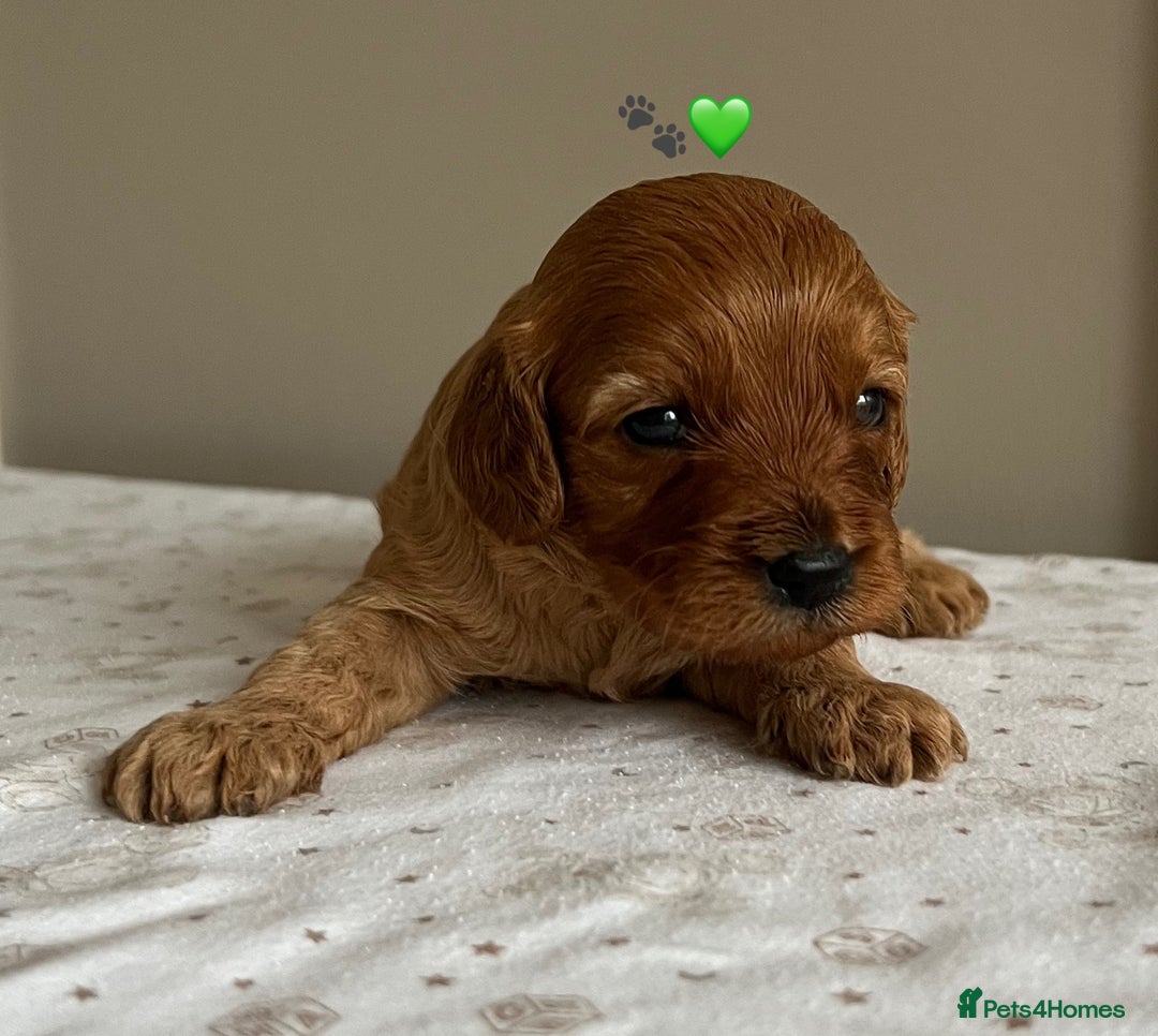 Cavapoo dogs for sale: Fully health tested Cavapoo 🐾🐶 - Image 13