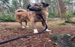 Mixed Breed dogs for adoption: Levi - Norwich Norfolk  - Image 30