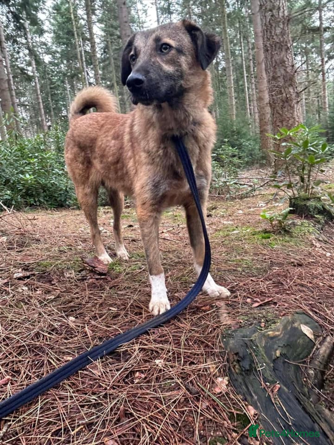 Mixed Breed dogs for adoption: Levi - Norwich Norfolk  - Image 30
