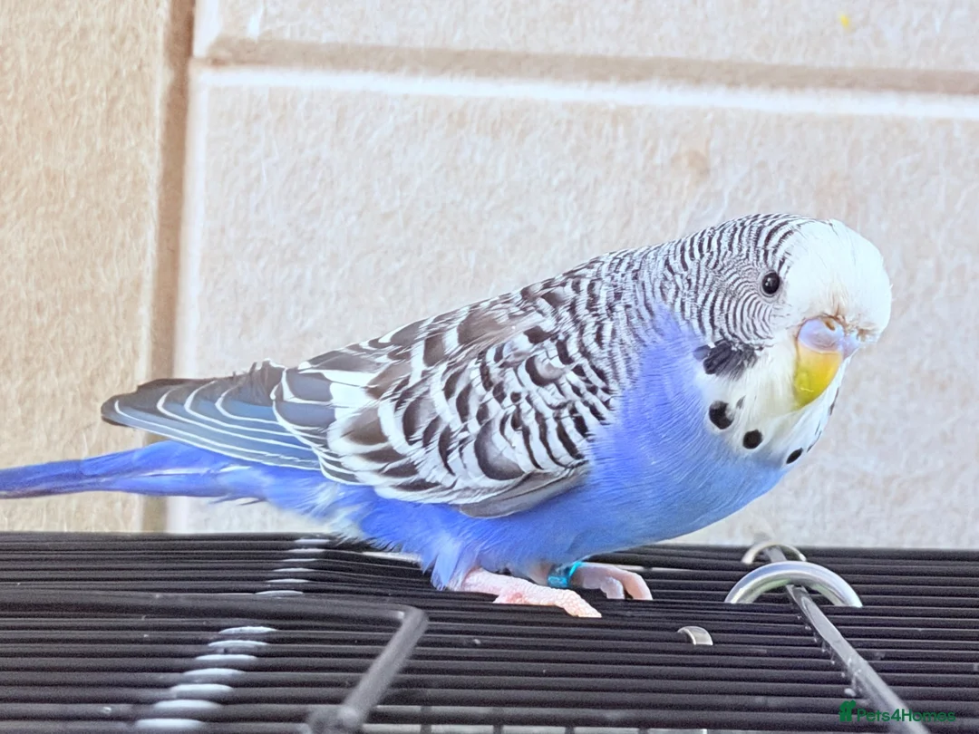 Budgerigars birds for sale: Beautiful young budgies available  - Advert 19