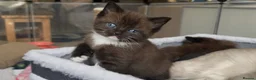 Siamese cats for sale: TWO SIAMESE GIRLS LEFT - Advert 15