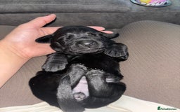 Goldador dogs for sale: Beautiful chunky goldador puppies  - Image 14