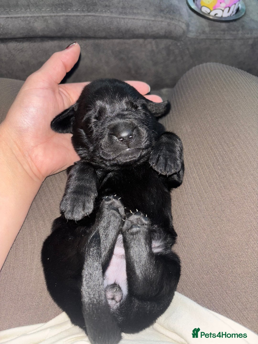 Goldador dogs for sale: Beautiful chunky goldador puppies  - Image 14