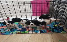 English Springer Spaniel dogs for sale: 🐶 Chunky Springer Spaniel Puppies for Sale! 🏡 - Advert 11