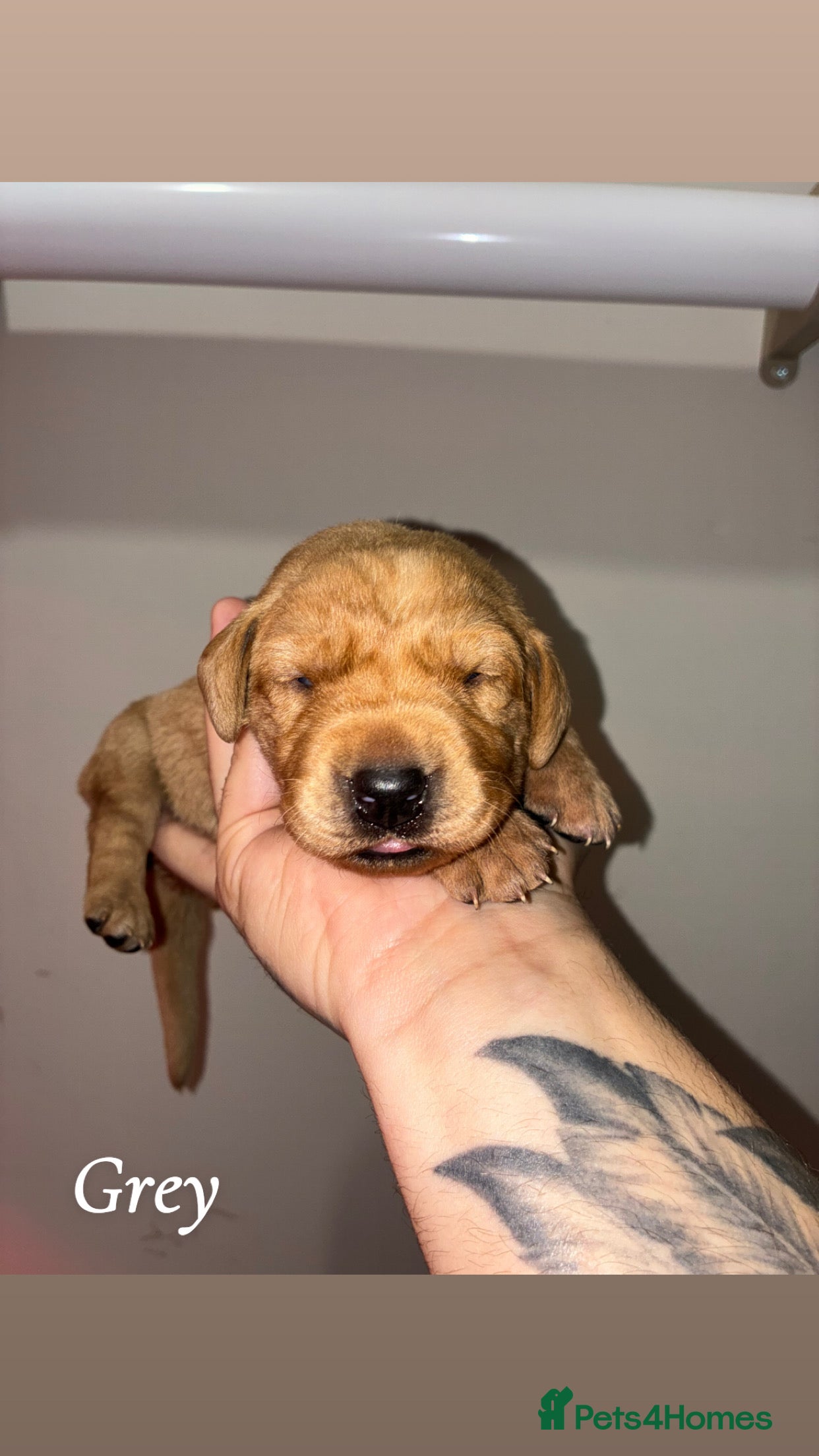 Labrador Retriever dogs 🐾 8 Exceptional KC Registered Labrador Puppies🐾 - Advert 4