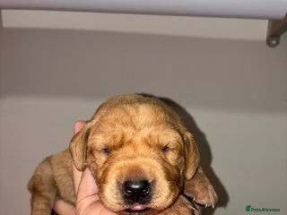 Labrador Retriever dogs 🐾 8 Exceptional KC Registered Labrador Puppies🐾 - Advert 2