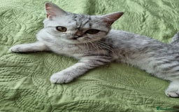 British Shorthair cats for sale: Silver Tabby Classic 5 Months Old GCCF Pedigree - Image 5
