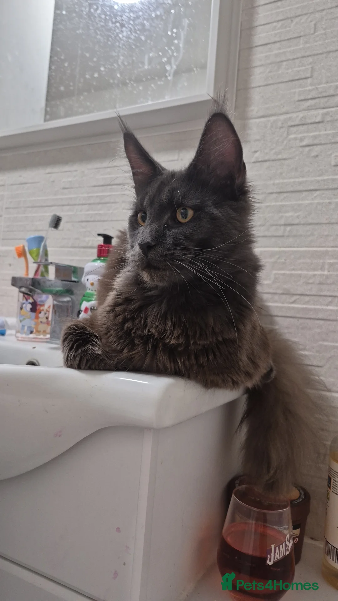 Maine Coon cats for sale: Almost 1 year old maine coon for rehoming - Advert 2