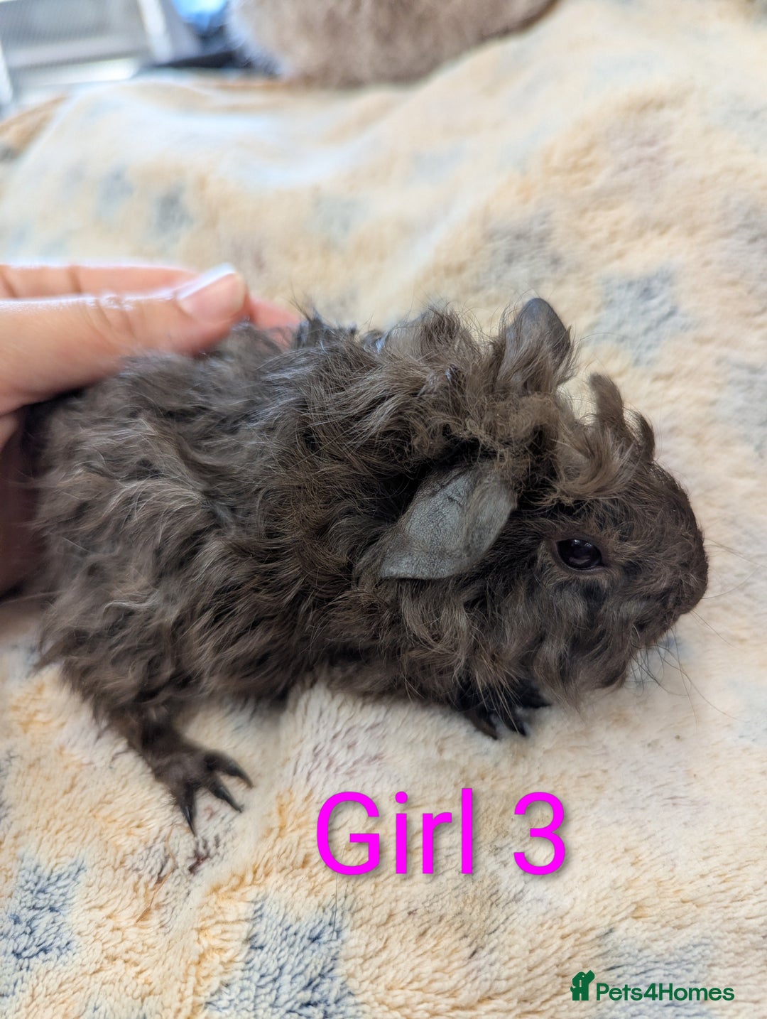 Guinea Pig rodents for sale: Guinea pigs babies & adults. Lunkarya cross breed - Advert 6