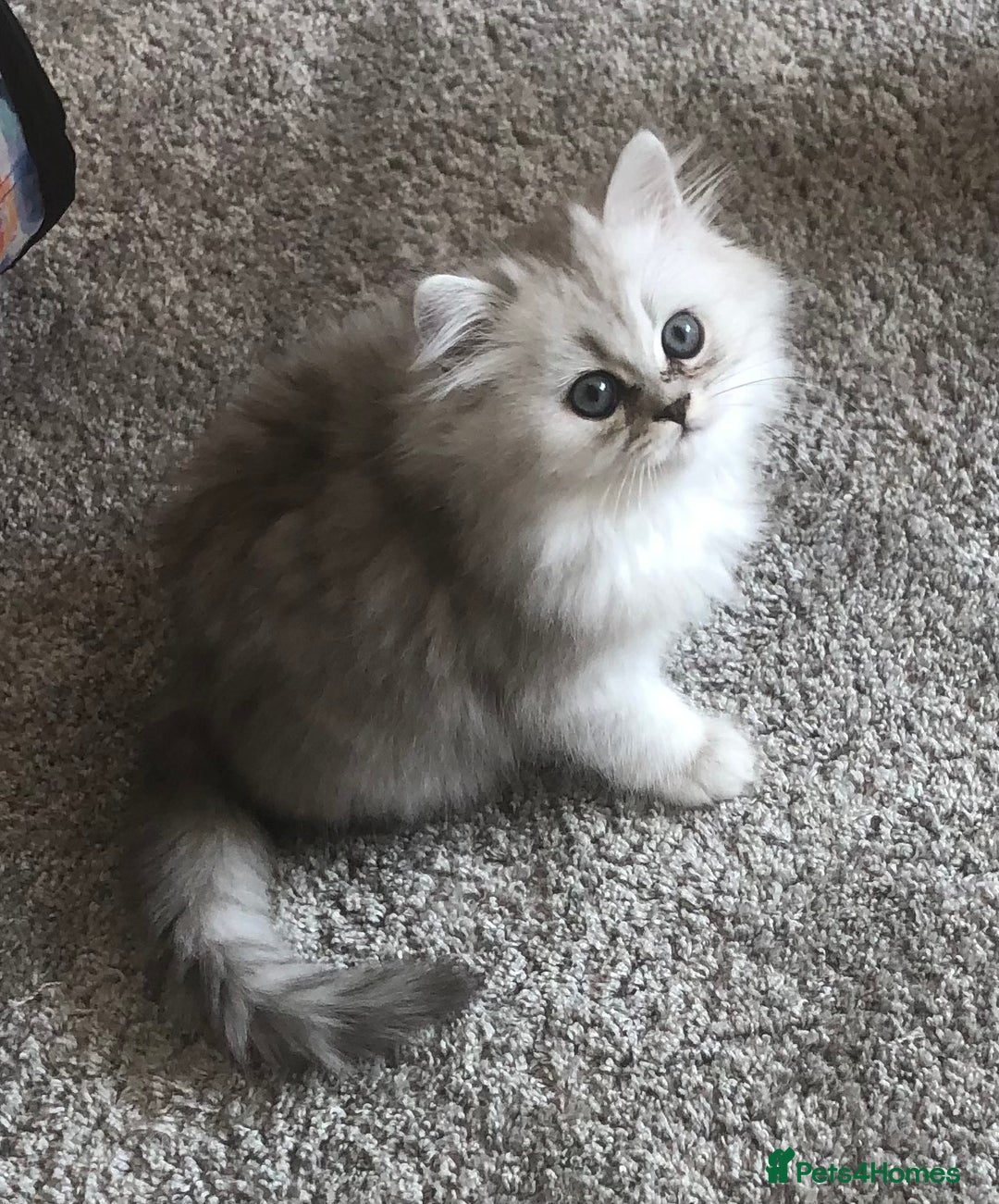 Persian cats for sale: One gorgeous, cheeky, loving little boy left  - Image 5