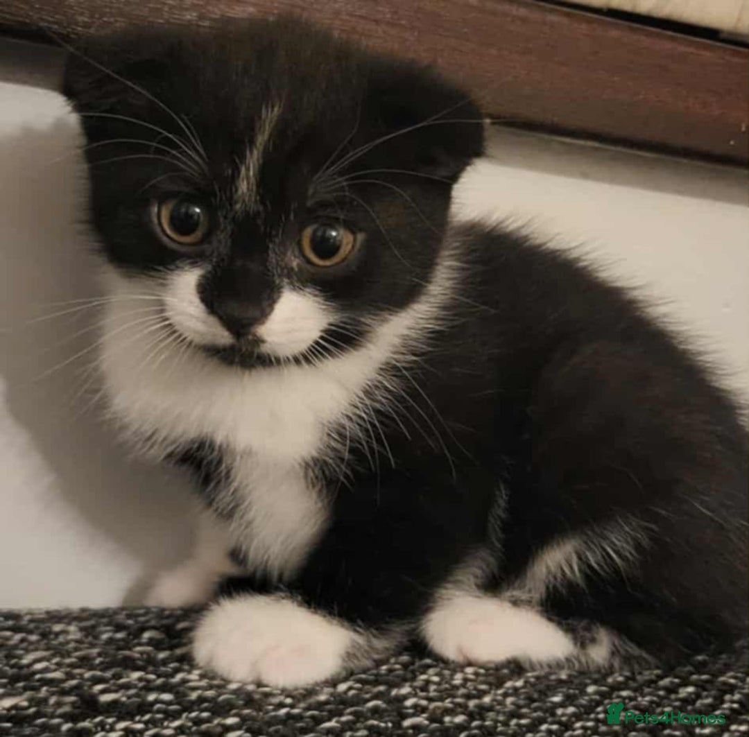 Mixed Breed cats for sale: Sweet boy  - Image 1