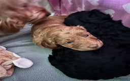 Cockapoo dogs for sale: Cockapoo puppies for Sale - Image 8