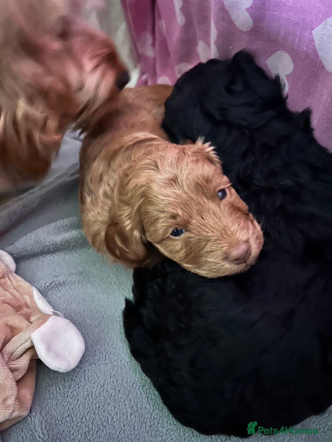 Cockapoo dogs for sale: Cockapoo puppies for Sale - Image 8