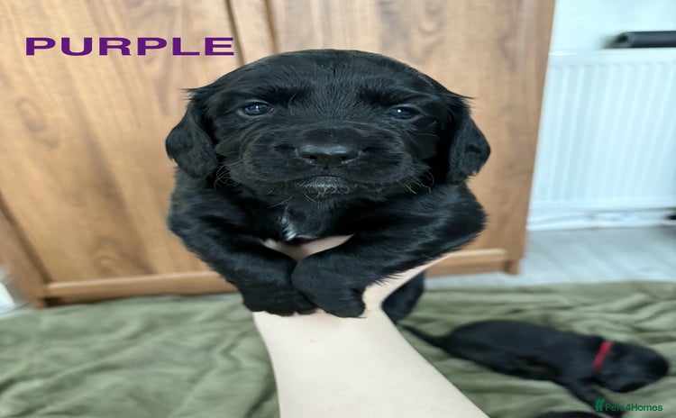 Cocker Spaniel dogs - Advert 1
