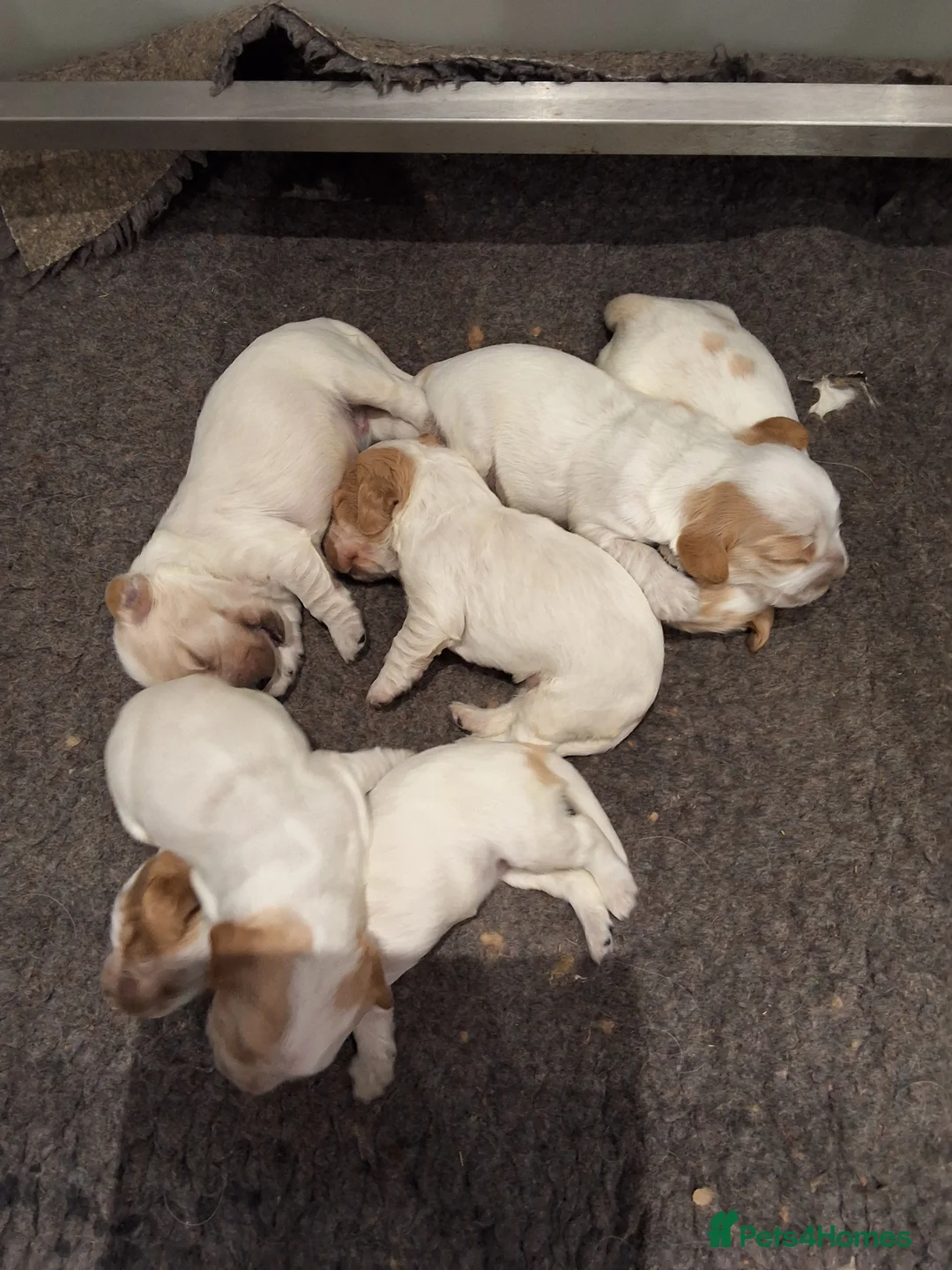 Cocker Spaniel dogs for sale: KC registered Show Cocker - Advert 1