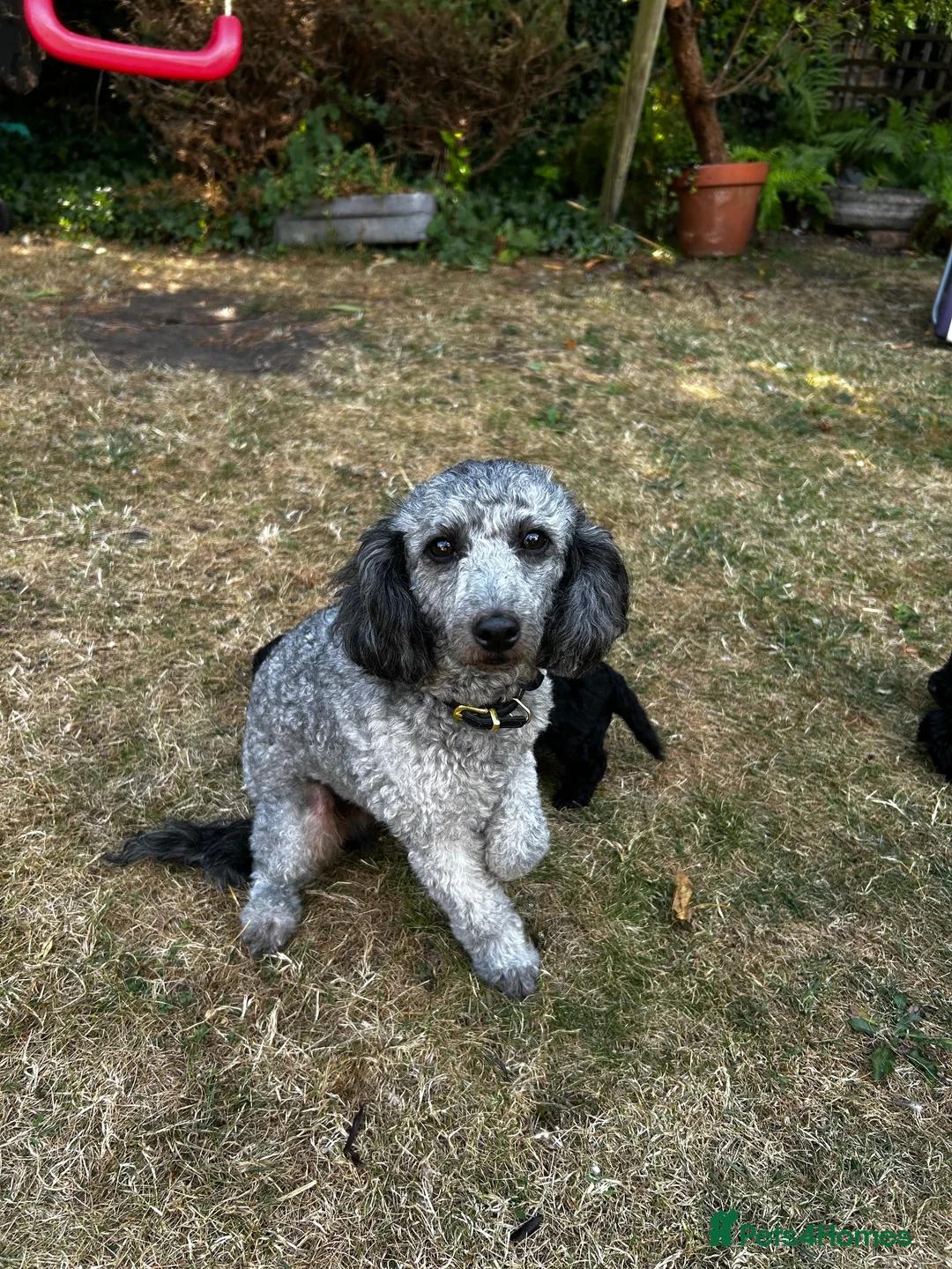 Cockapoo dogs for sale: Cockapoo .. Gorgeous jet black cockapoo puppies. - Advert 2