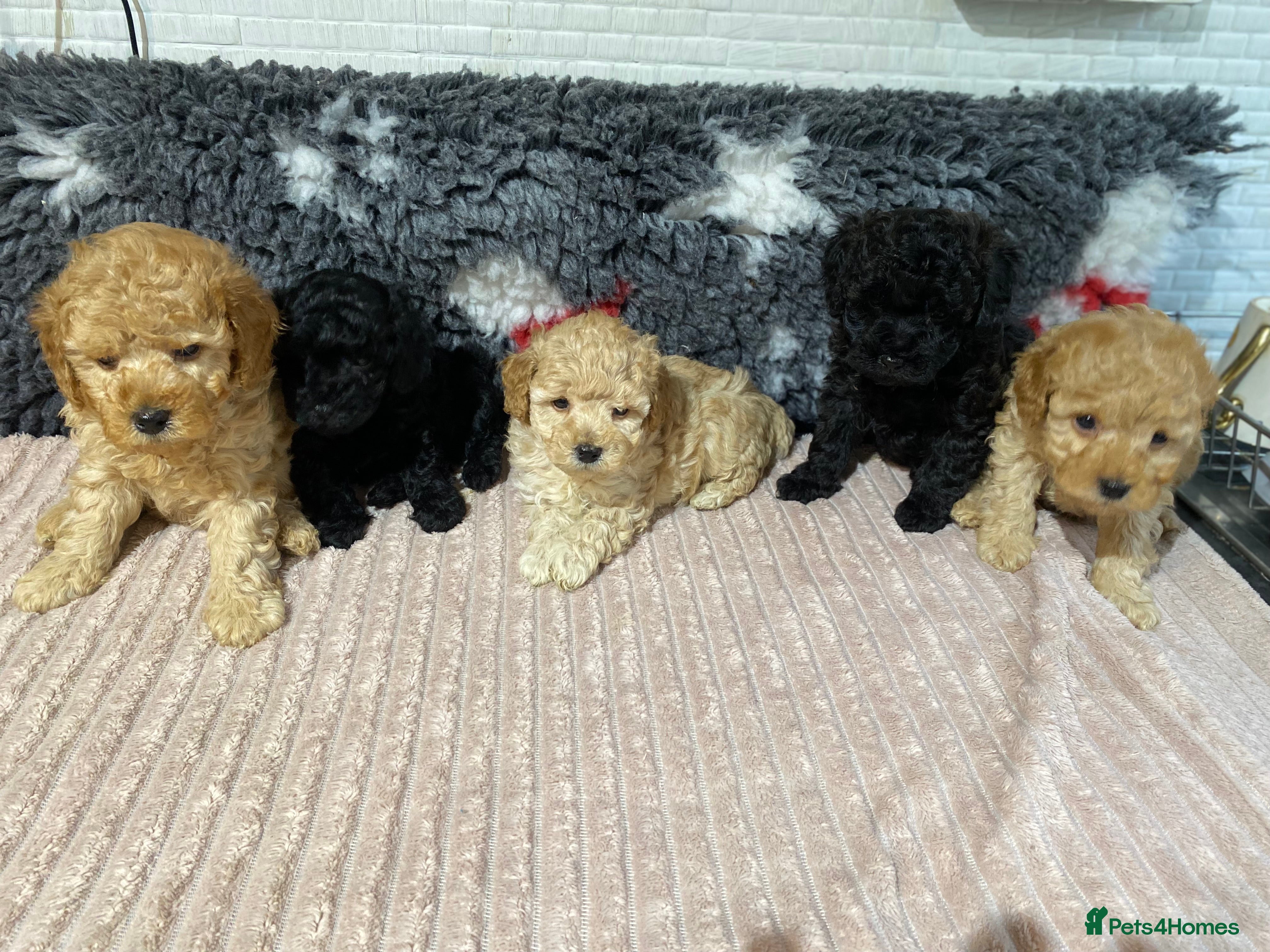 Toy Poodle dogs Toy Poodles KC Registered Health Tested Parents - Advert 1