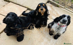 Cocker Spaniel dogs for sale: Retirement home  - Image 12