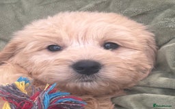 Goldendoodle dogs for sale: Healthy waggy happy puppies  - Image 5