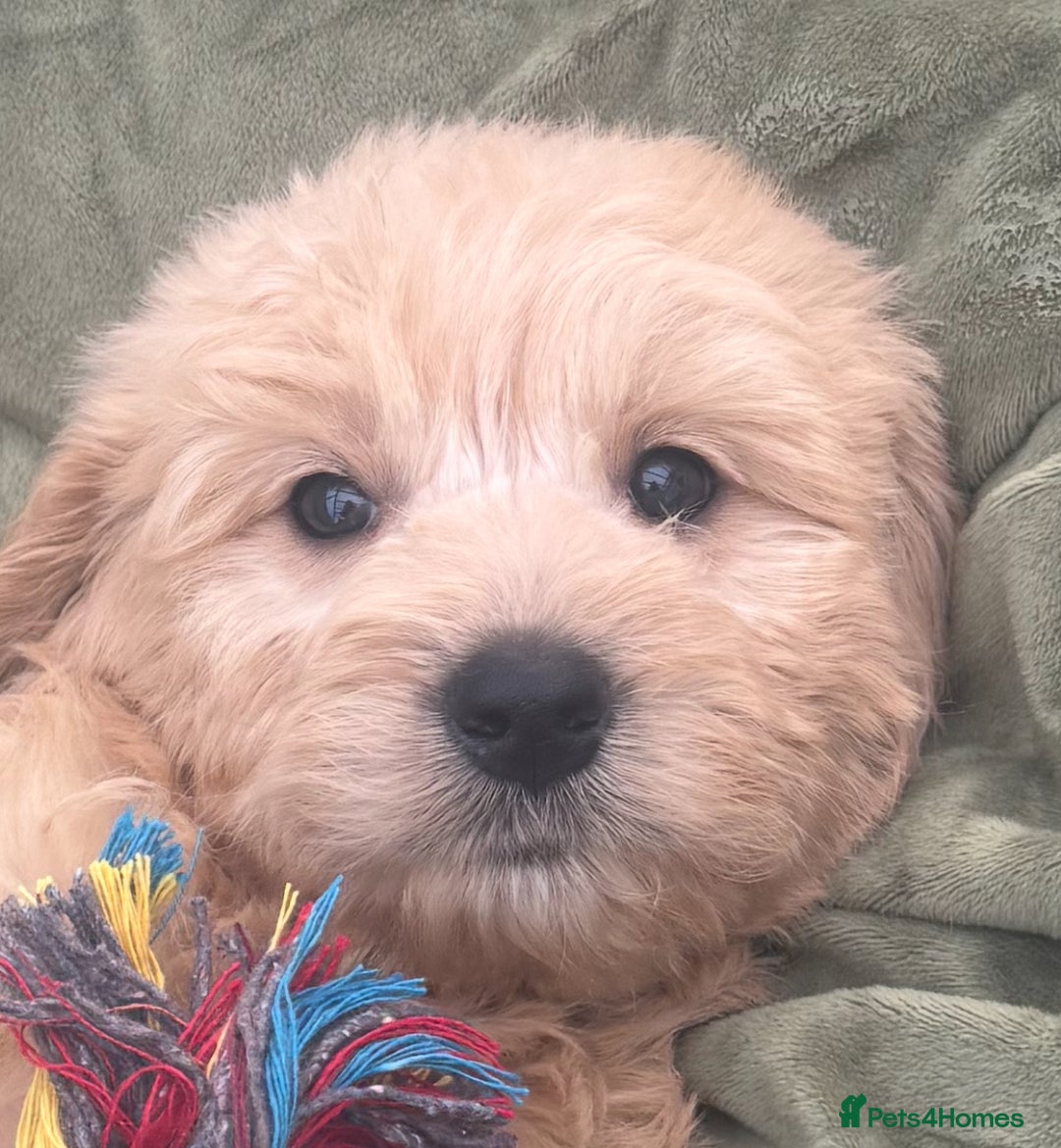 Goldendoodle dogs for sale: Healthy waggy happy puppies  - Image 5