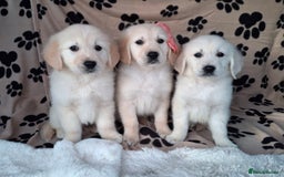 Golden Retriever dogs for sale: Kc, health tested, show type, golden retrievers. - Advert 27