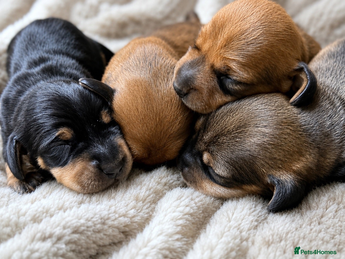 Miniature Dachshund dogs Gorgeous litter KC Registered Mini Dachshunds - Advert 15