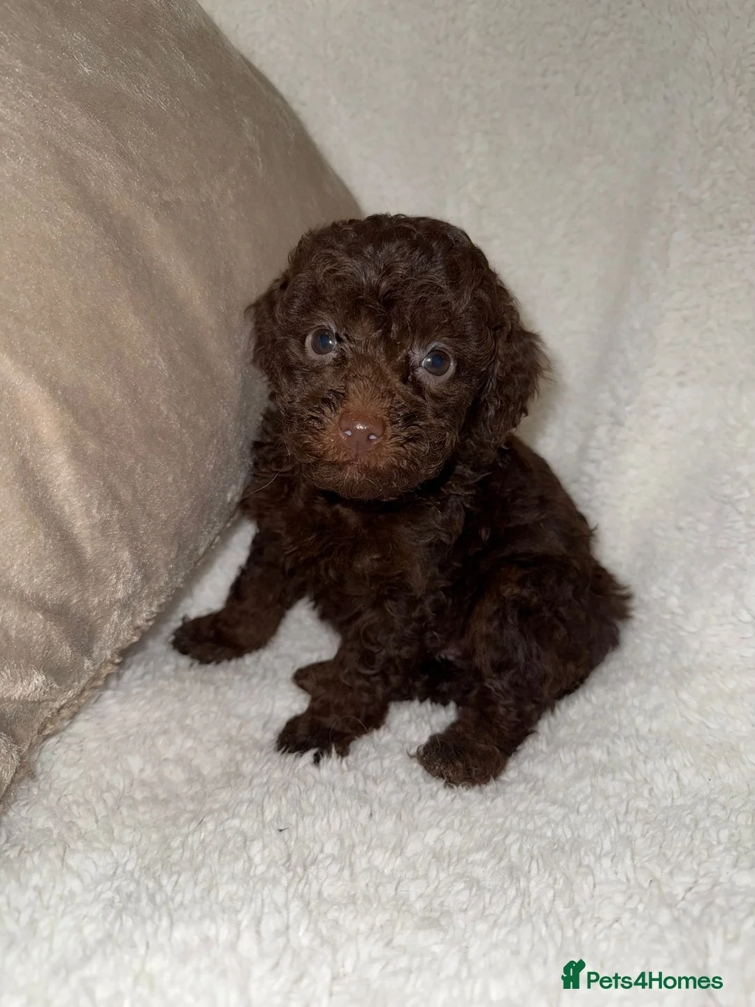 Miniature Poodle dogs for sale: Stunning Chocolate Miniature Poodles - Advert 11