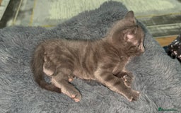 British Shorthair cats for sale: Adorable Sweet Soft British Shorthair Tabby Mix  - Image 5