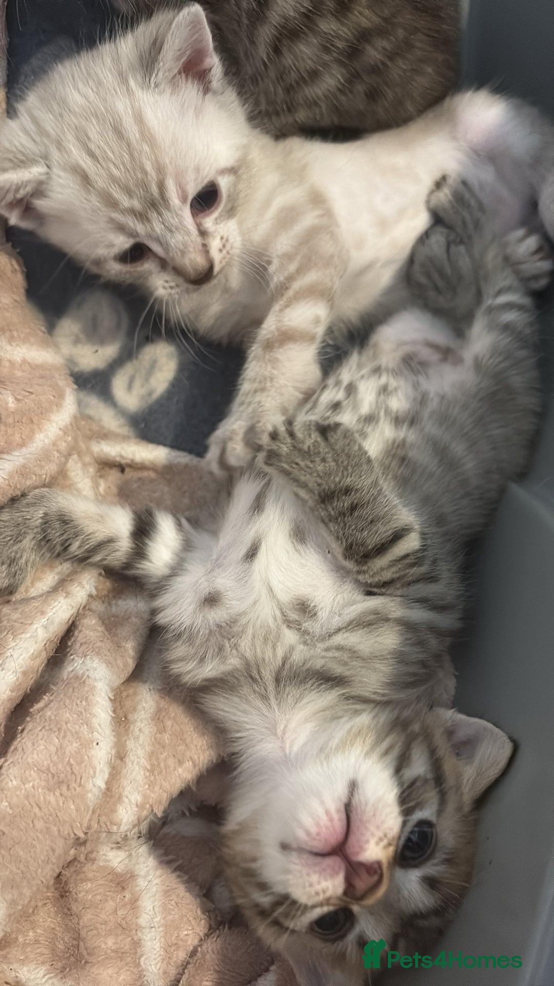 Bengal cats for sale: Bengal cross tabby kitten  - Image 4