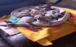 Sphynx cats for sale: 4 female canadian sphynx looking for home - Advert 1