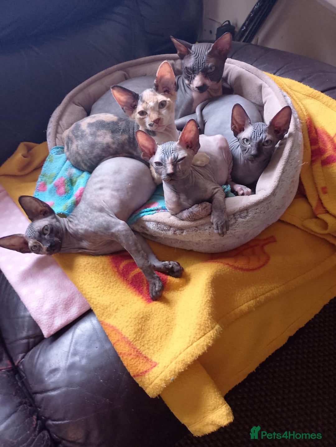 Sphynx cats for sale: 4 female canadian sphynx looking for home - Advert 1