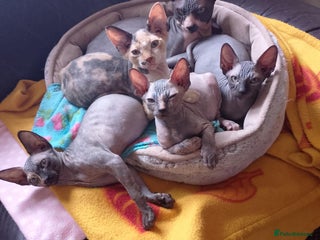 Sphynx cats - Advert 16