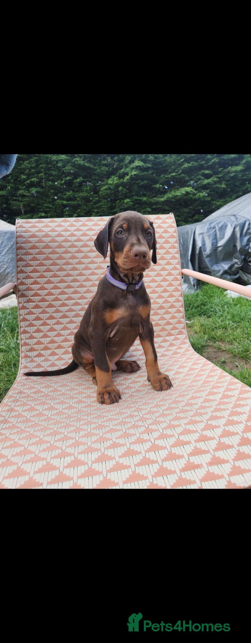 Dobermann dogs Doberman puppies beautiful temperament  - Advert 9