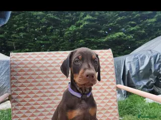 Dobermann dogs Doberman puppies beautiful temperament - Advert 9