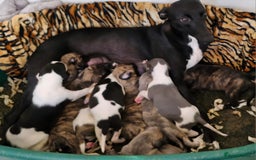 Whippet dogs for sale: Five Star KC Whippet Puppies - Image 1