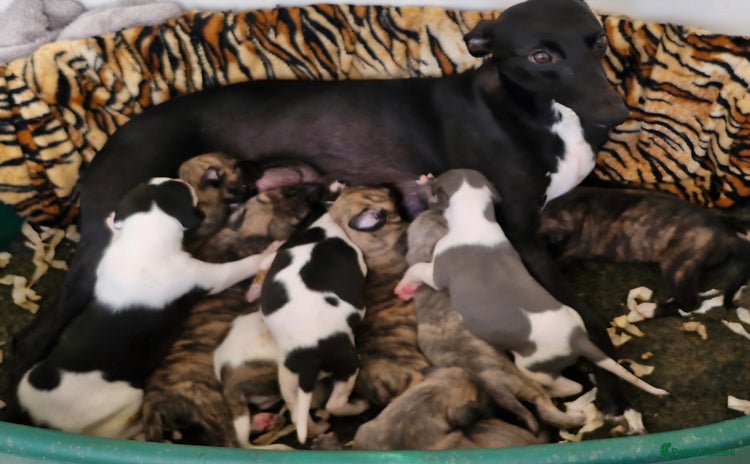 Whippet dogs - Advert 1