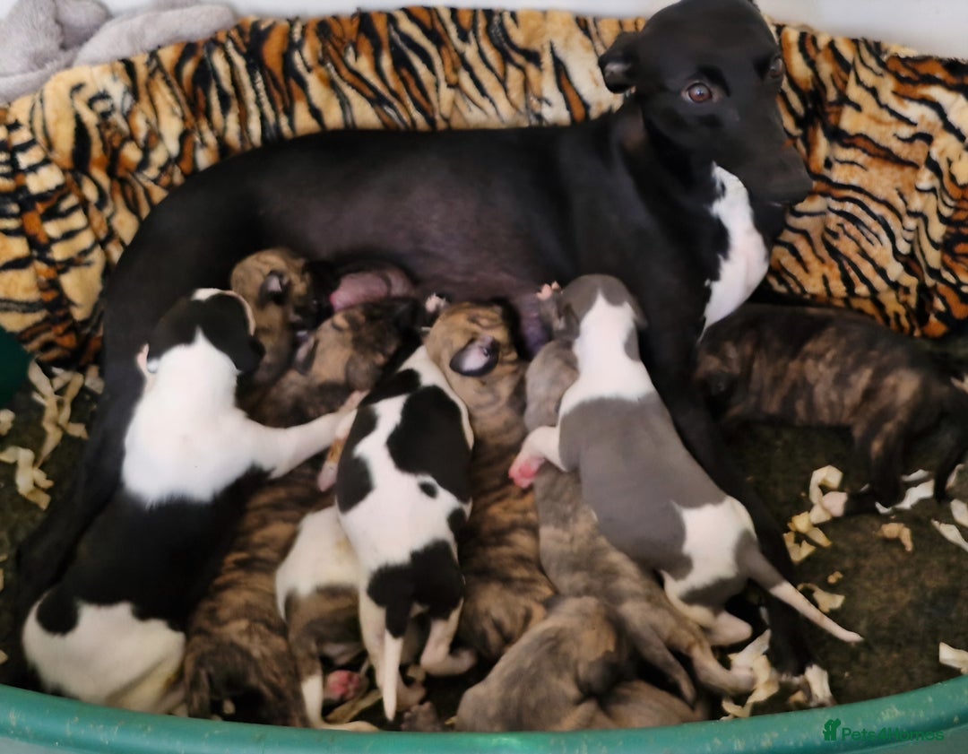 Whippet dogs for sale: Five Star KC Whippet Puppies - Image 1
