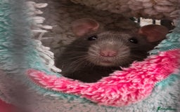 Rat rodents for sale: 2 male rats - Advert 10