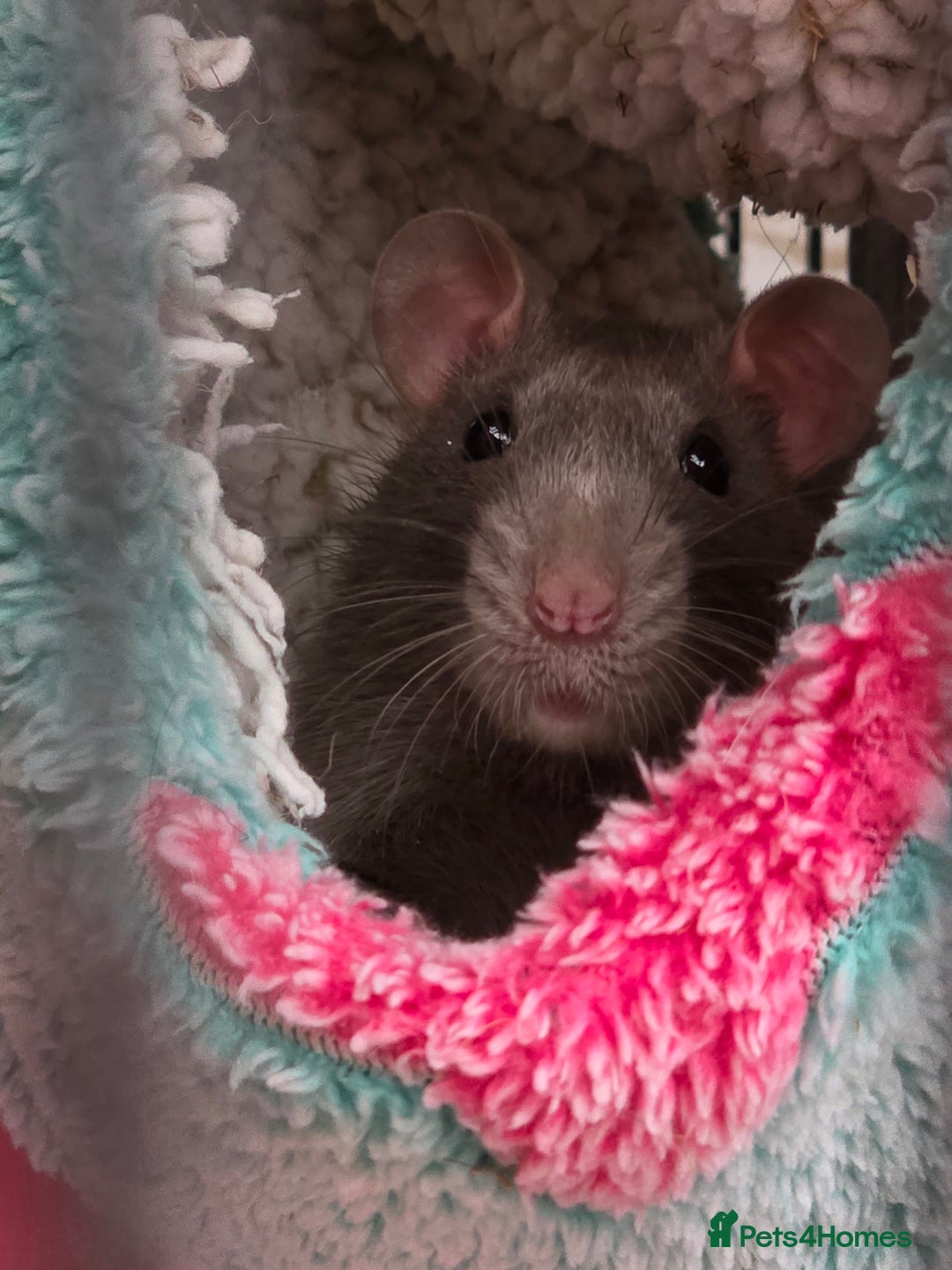 Rat rodents for sale: 2 male rats - Advert 10