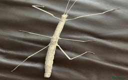 Stick Insects invertebrates for sale: Budwing stick insect eggs - Image 3